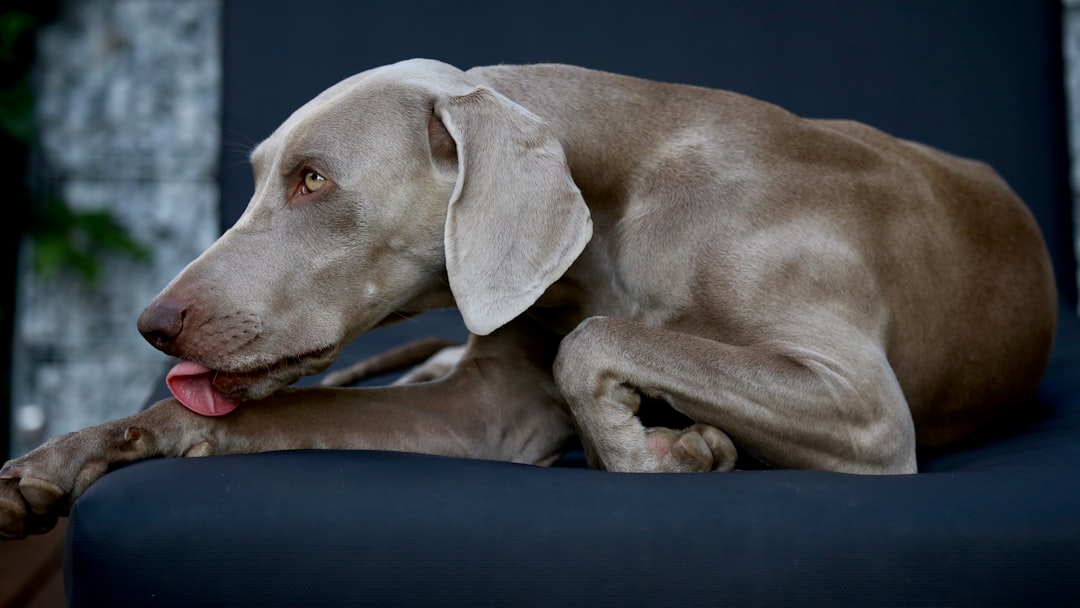 Behavioral Classification Models for Service Dog Task Performance Verification
