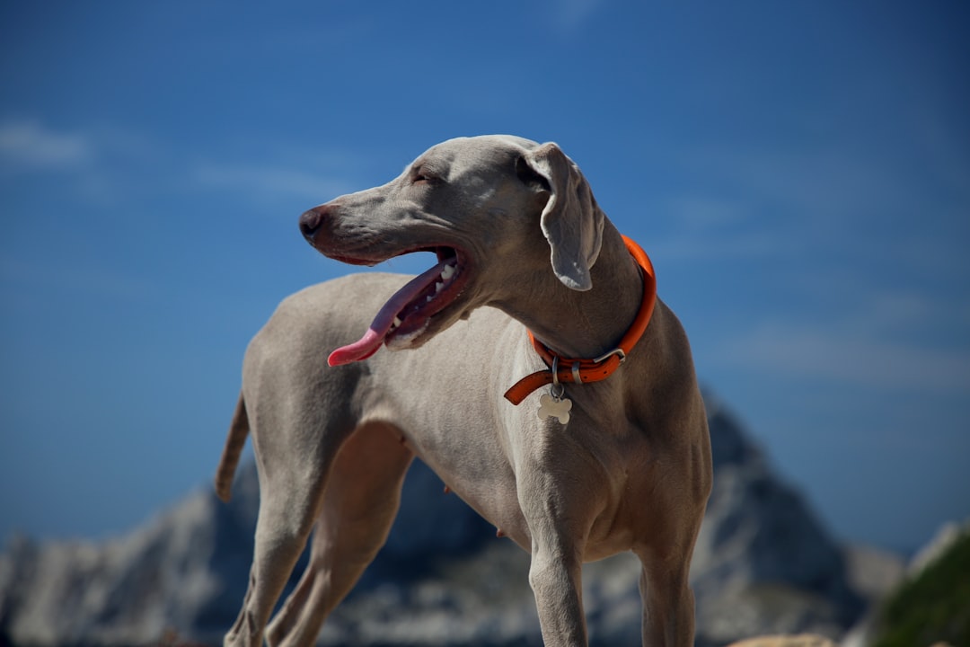 Canine Pose Estimation with DeepLabCut: Benchmarking for Working Dog Applications