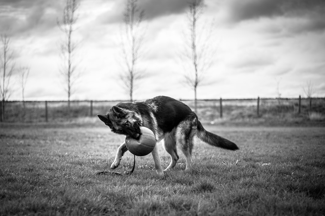 Edge Inference for Real-Time Handler Feedback: Deploying Canine Pose and Behavior Models on Mobile Devices
