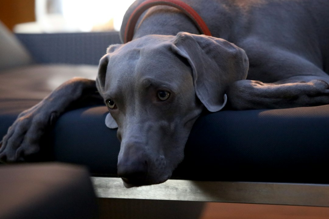 Edge Inference for Real-Time Service Dog Handler Coaching: CoreML, TFLite and ONNX Runtime on Mobile