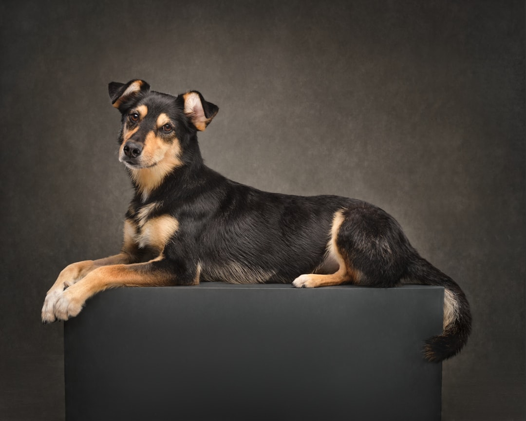 Gait Analysis from Video: The State of Markerless Tracking in Service Dog Evaluation