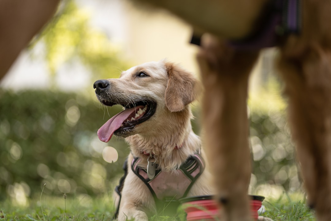 Objective Progress Metrics in Service Dog Training: Beyond the Trainer's Eye