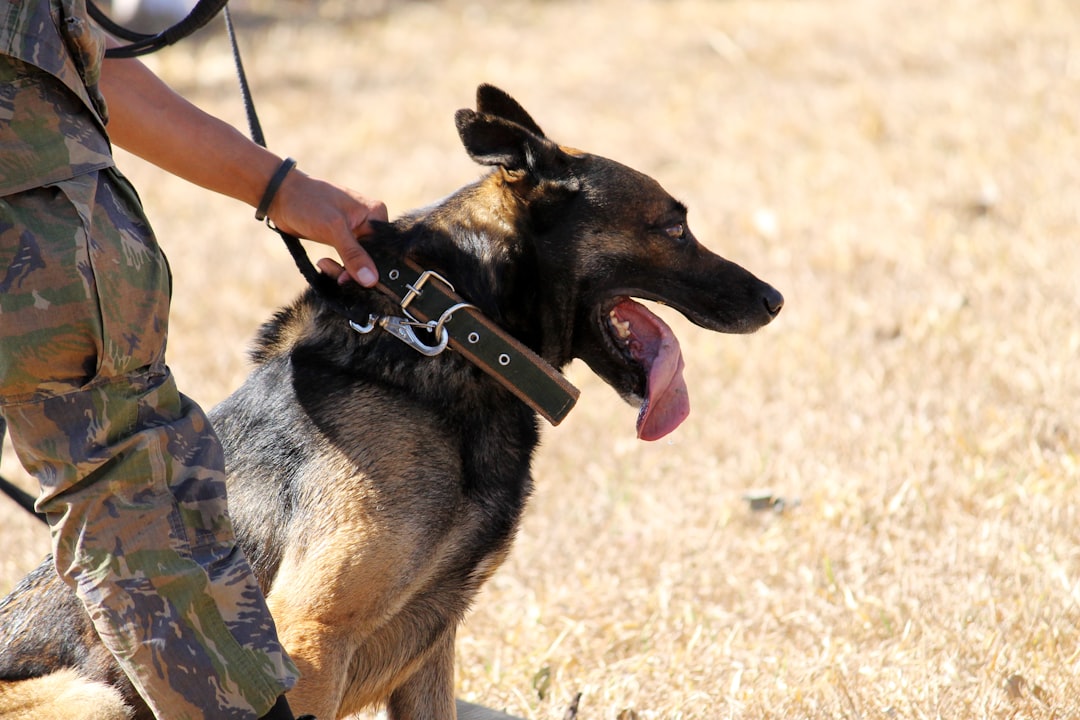 Video Coaching for Remote Service Dog Training: What the Evidence Shows